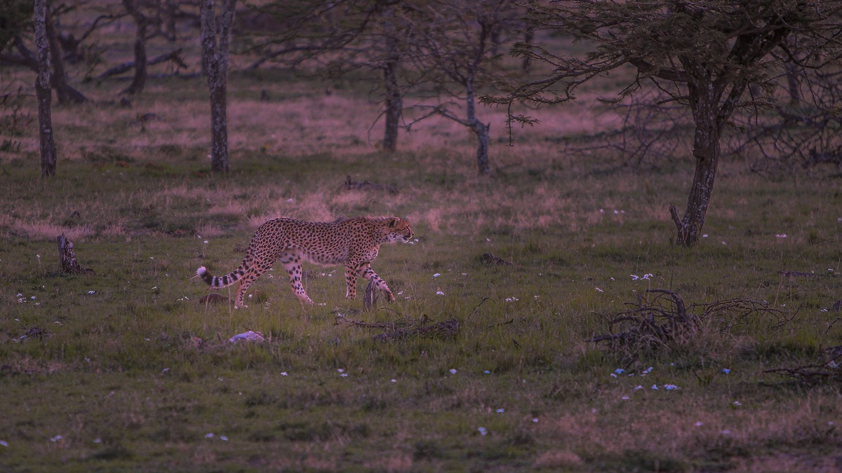 Dangerous Animals Safari Safety Rules: Vehicle Guide - photo 2