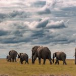 David Sheldrick Elephant Orphanage Guide: Nairobi Visit