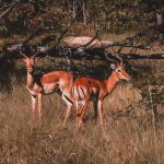 Do Safari Guides Speak English? Kenya Language Guide