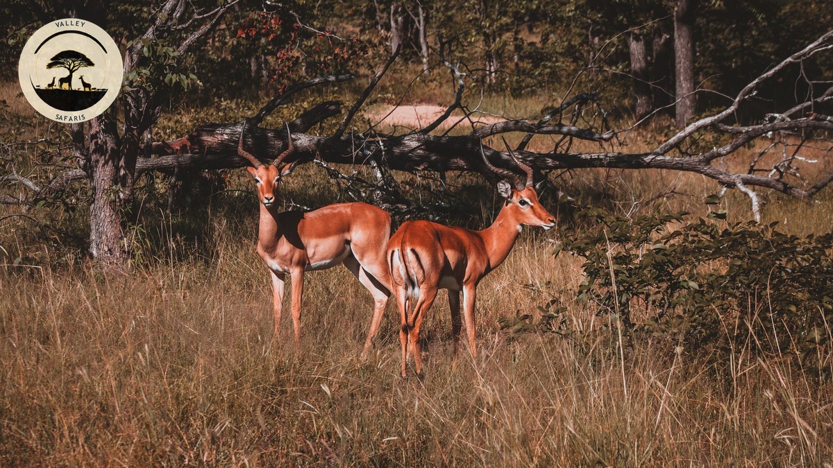 Do Safari Guides Speak English? Kenya Language Guide