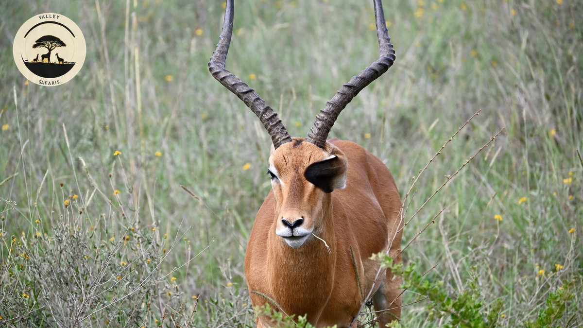 Do Safari Guides Speak English? Kenya Language Guide - photo 2