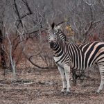 Drone Rules Kenya National Parks: Can You Fly on Safari?