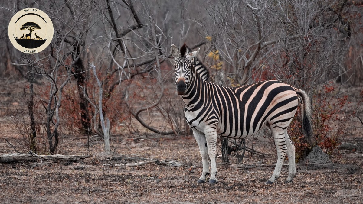 Drone Rules Kenya National Parks: Can You Fly on Safari?