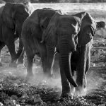 Elephant Mock Charge Safari Safety Guide