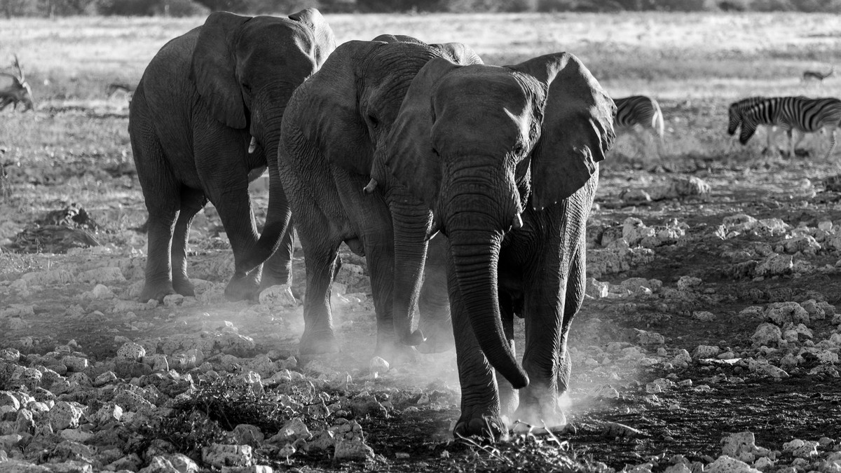 Elephant Mock Charge Safari Safety Guide