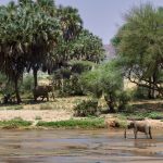 Elephant Musth Season Safety Tips (Kenya Safari Guide)