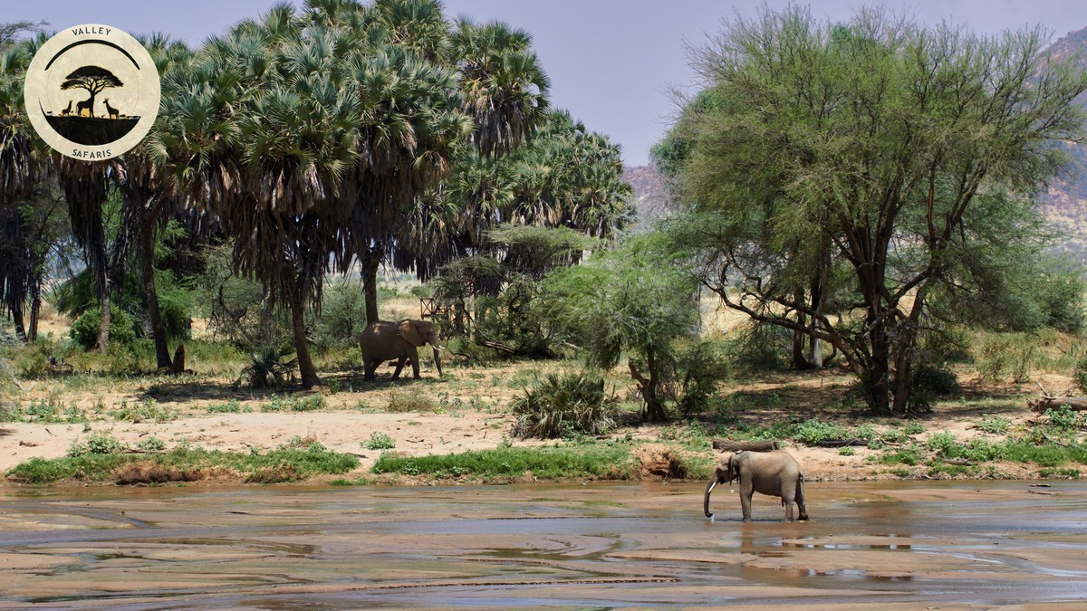 Elephant Musth Season Safety Tips (Kenya Safari Guide)
