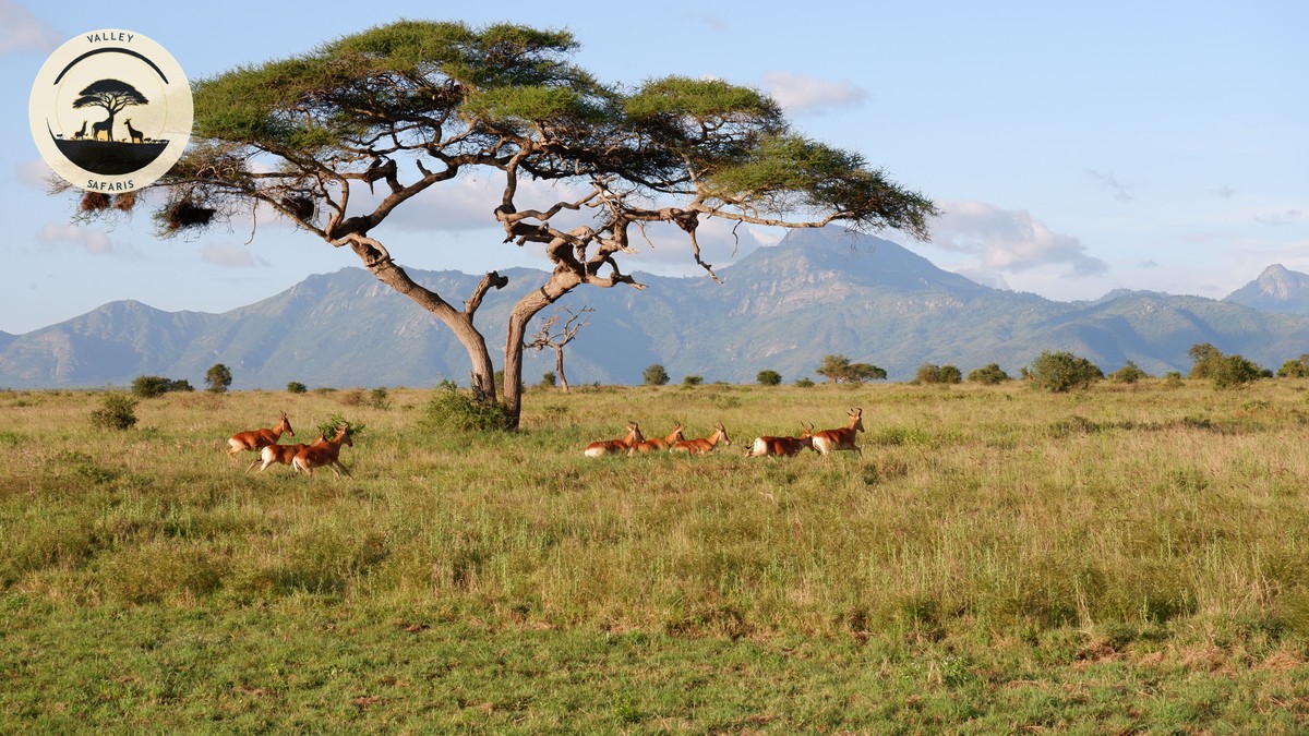 Elephant Musth Season Safety Tips (Kenya Safari Guide) - photo 2