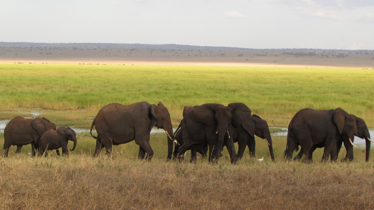 Kenya Safari Cost for a Family of Four (2026 Guide)