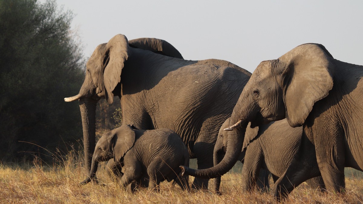 Kenya Safari Cost for a Family of Four (2026 Guide) - photo 2