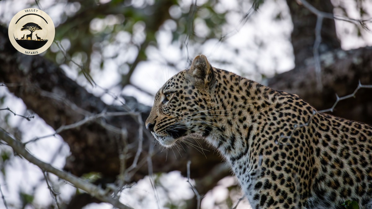 12 First-Time Kenya Safari Mistakes (and Fixes)