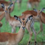 Flying Doctors: Medical Evacuation on a Kenya Safari