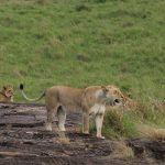 Flying vs Driving to Masai Mara: 2026 Cost Guide