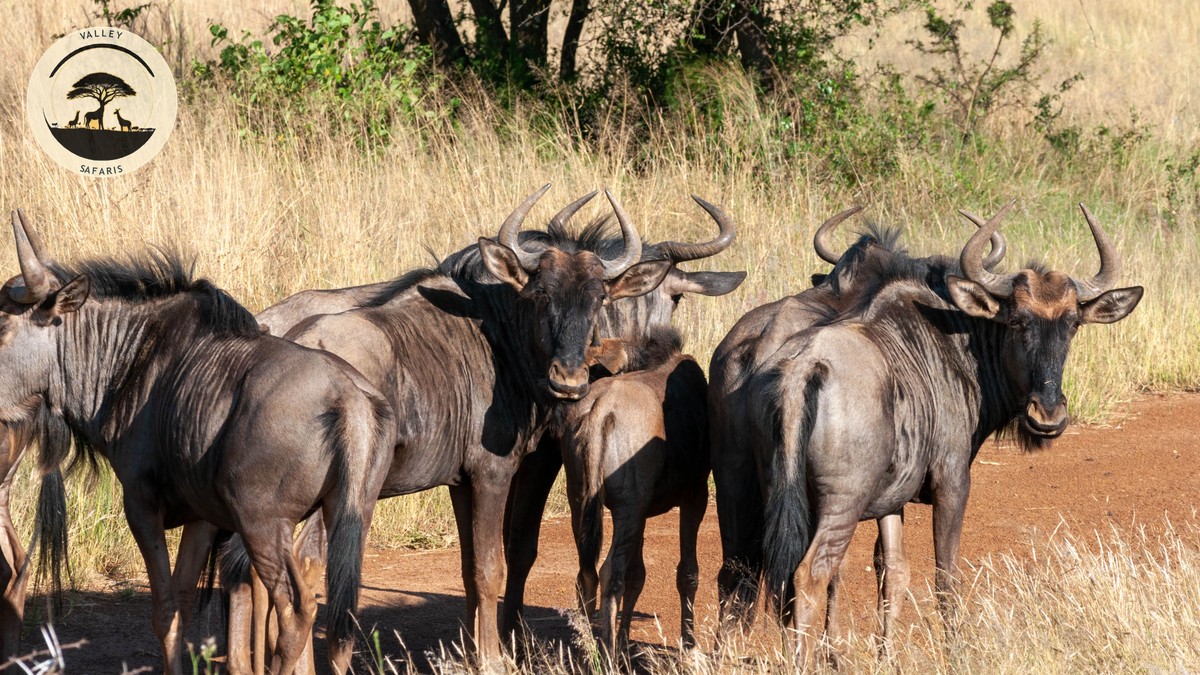 Flying vs Driving to Masai Mara: 2026 Cost Guide - photo 1