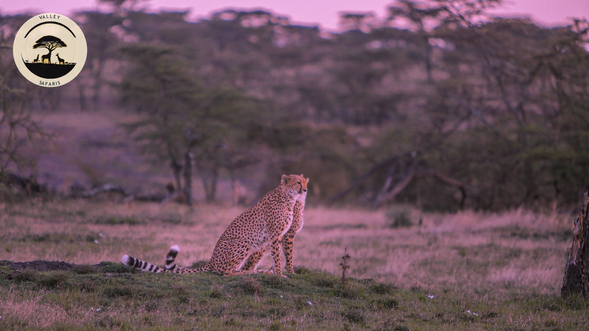 Flying vs Driving to Masai Mara: 2026 Cost Guide - photo 2