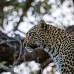 Friends Group Trip Safari Kenya: Planning Guide