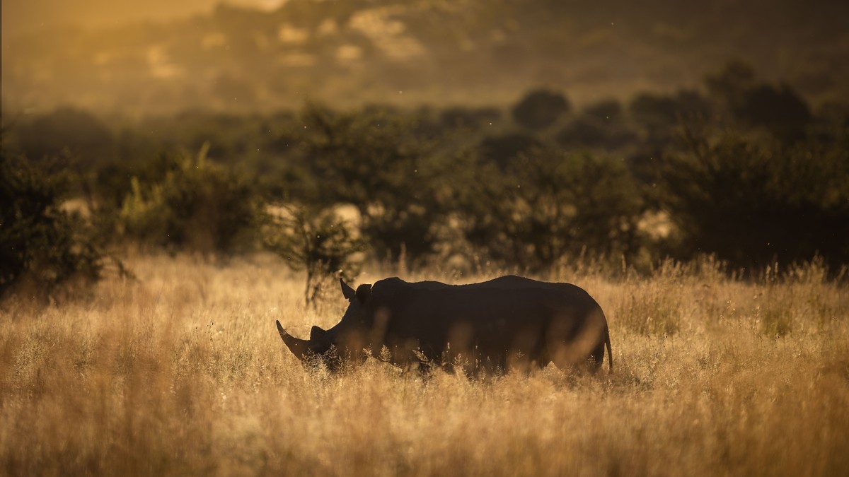 Friends Group Trip Safari Kenya: Planning Guide - photo 1
