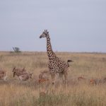 Giraffe Manor Safari Experience: Is It Worth It?