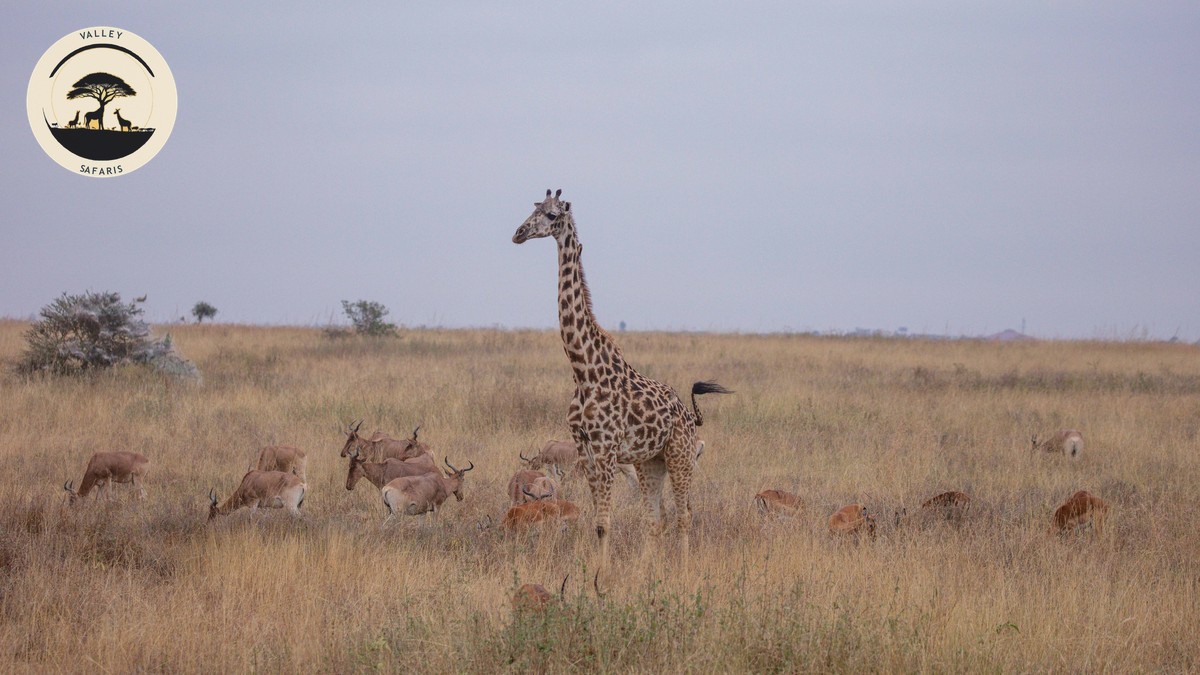 Giraffe Manor Safari Experience: Is It Worth It?