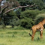 Giraffe Manor vs Giraffe Centre Nairobi: The Real Guide