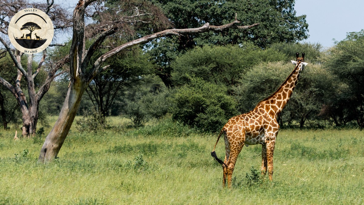 Giraffe Manor vs Giraffe Centre Nairobi: The Real Guide