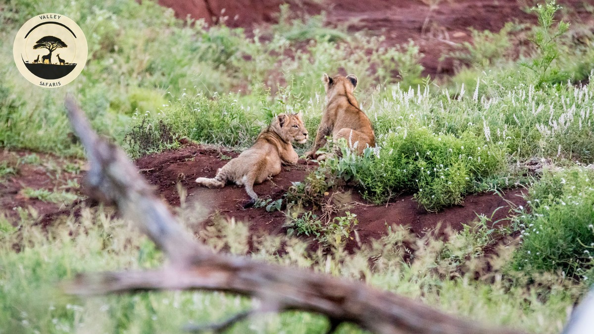 Giraffe Manor vs Giraffe Centre Nairobi: The Real Guide - photo 2