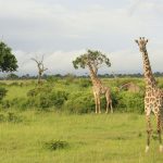 Green Season Safari Discounts: When Kenya Gets Cheaper
