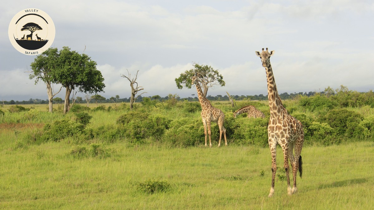 Green Season Safari Discounts: When Kenya Gets Cheaper
