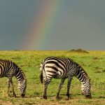 Green Season Safari Kenya: The Real Benefits