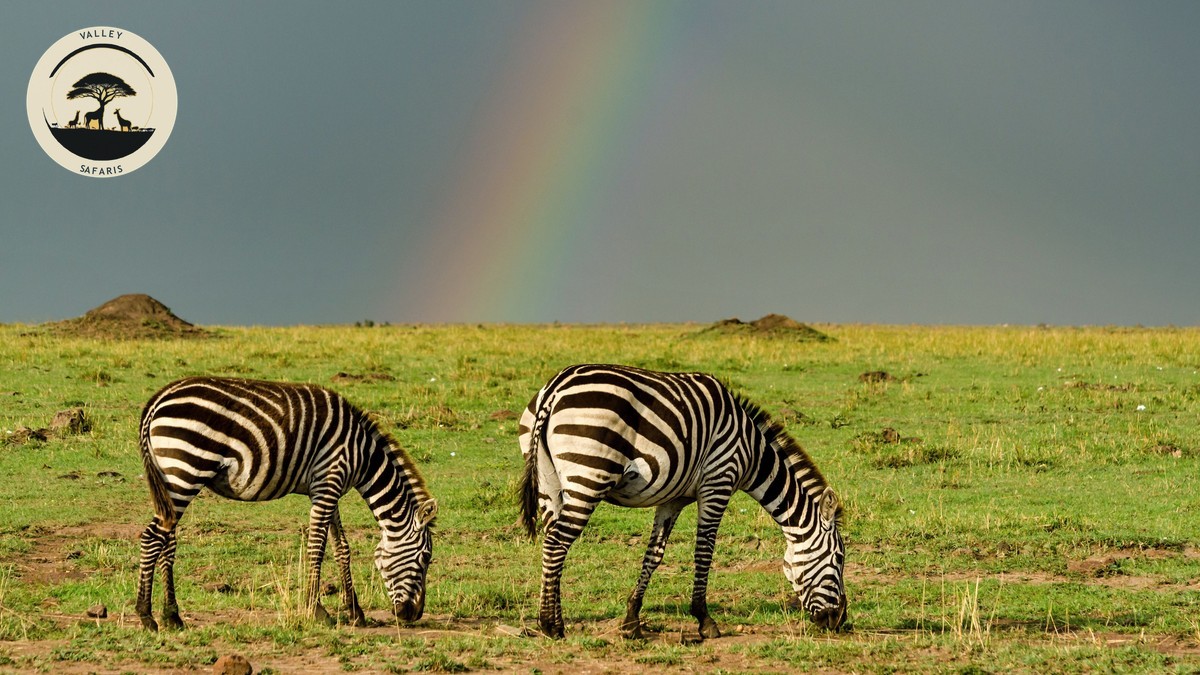 Green Season Safari Kenya: The Real Benefits
