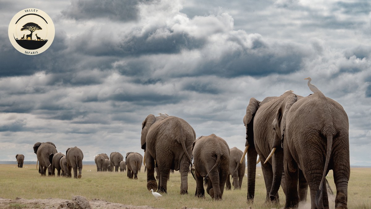 Green Season Safari Kenya: The Real Benefits - photo 2