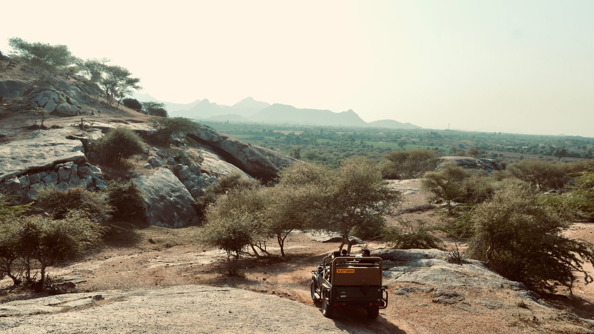 Grevy's Zebra Spotting in Samburu: A Photographer's Guide - photo 1