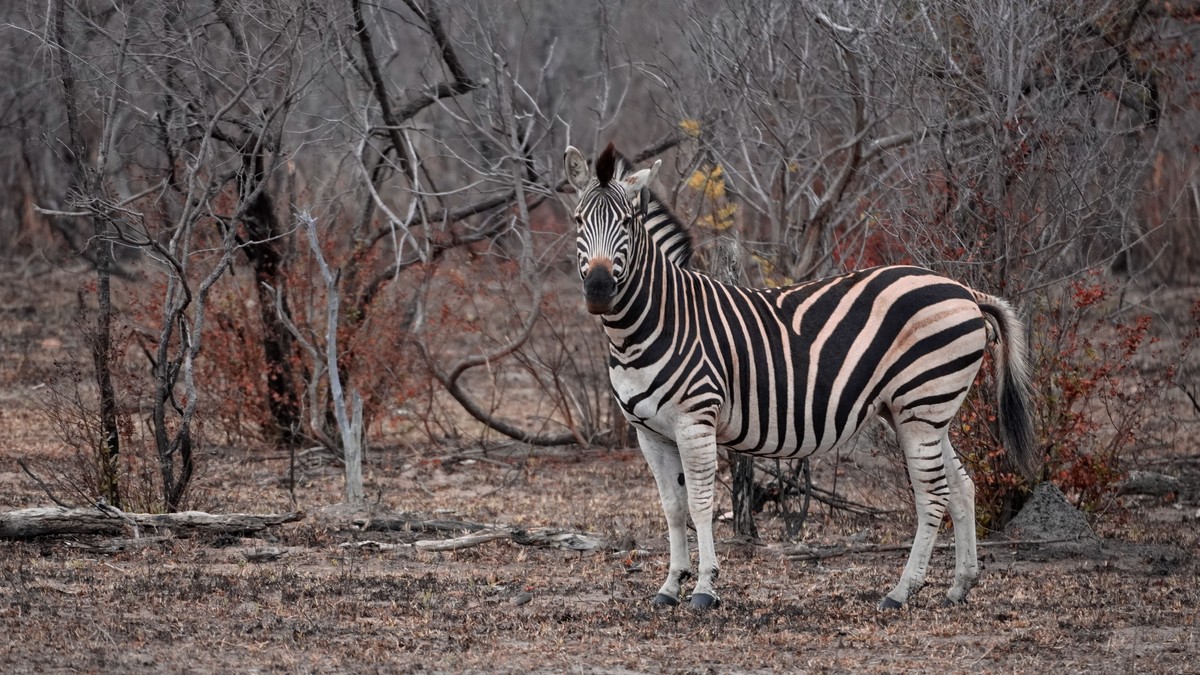 Helicopter Safaris in Kenya: Worth the Splurge?