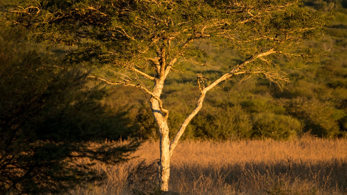 Helicopter Safaris in Kenya: Worth the Splurge? - photo 1