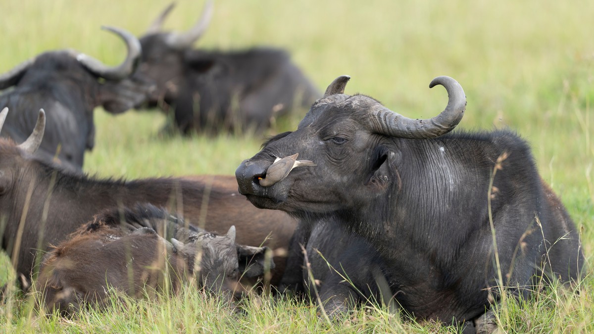 Helicopter Safaris in Kenya: Worth the Splurge? - photo 2