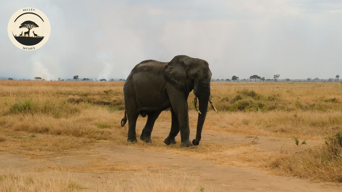 Hell's Gate National Park Guide: Cycling & Walking Safari