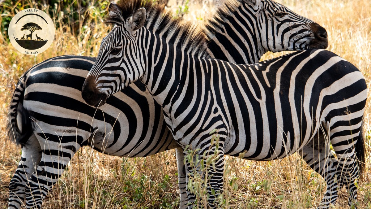Hidden Costs Your Kenya Safari Package Price Skips