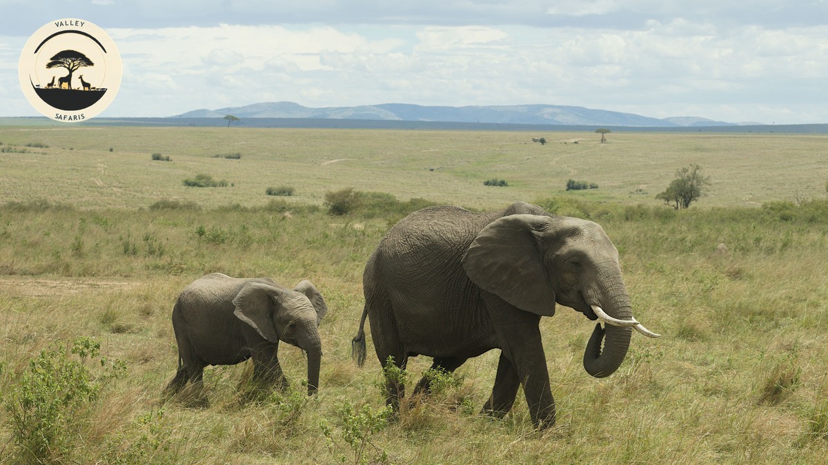 Hidden Costs Your Kenya Safari Package Price Skips - photo 2
