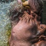 Hippo Attack Safety Kenya Safari: Complete Guide