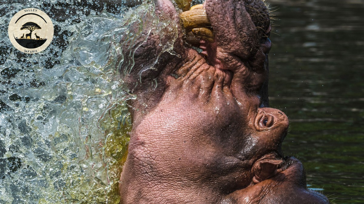 Hippo Attack Safety Kenya Safari: Complete Guide