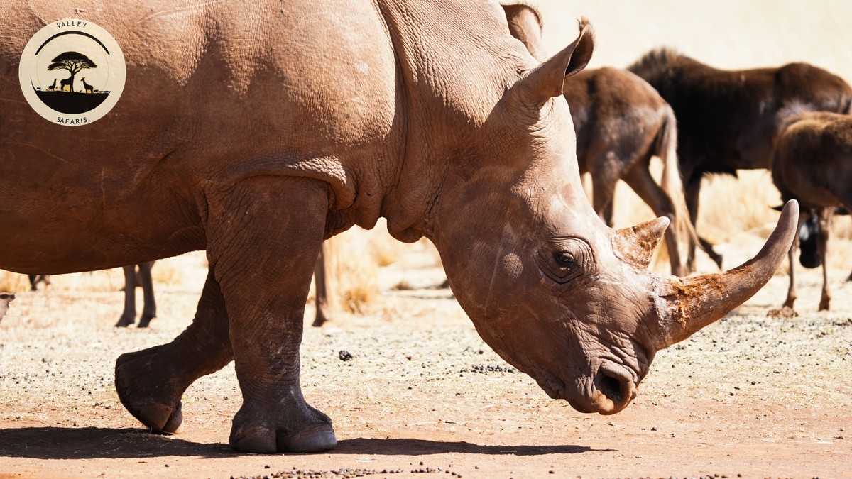 Hippo Attack Safety Kenya Safari: Complete Guide - photo 1