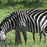 Horseback Riding Safari Laikipia Kenya: Full Guide