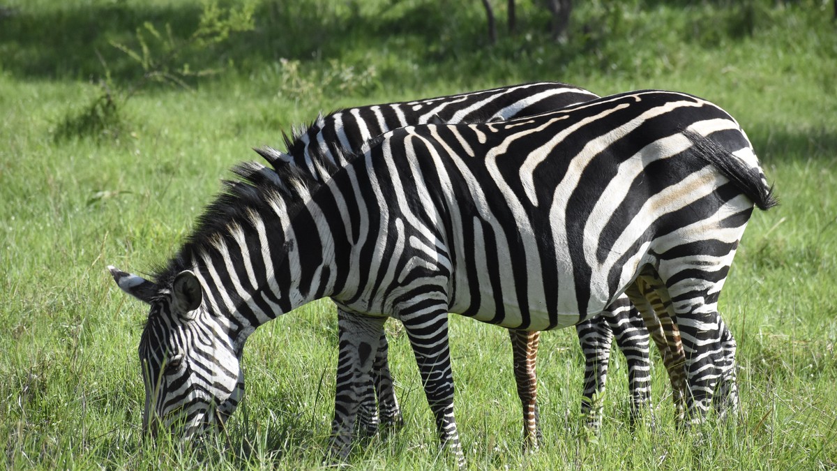 Horseback Riding Safari Laikipia Kenya: Full Guide