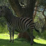 Best Hotels Near JKIA Airport Before Your Safari