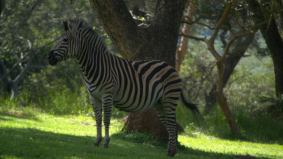 Best Hotels Near JKIA Airport Before Your Safari