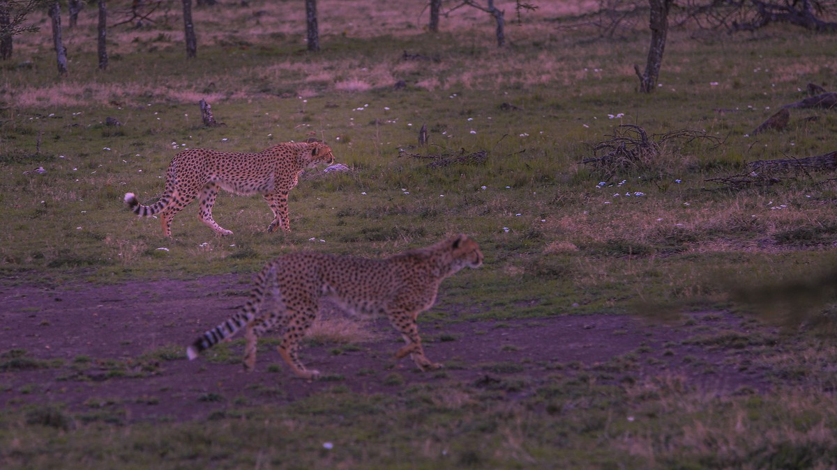 Best Hotels Near JKIA Airport Before Your Safari - photo 2