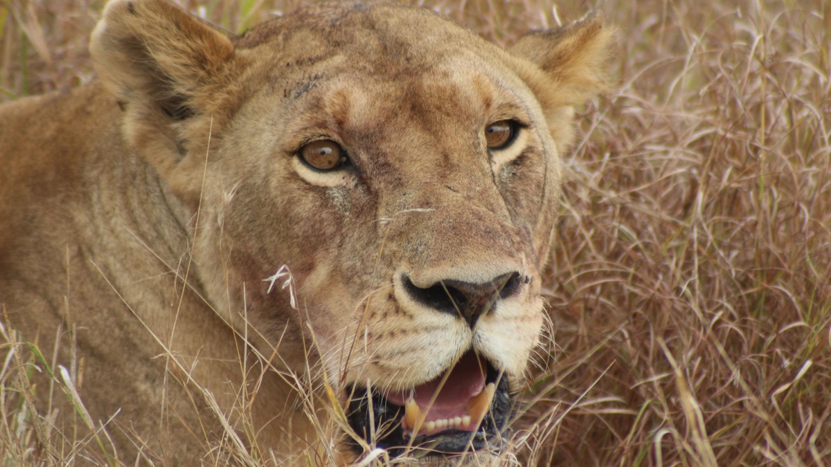 How Far in Advance to Book a Kenya Safari? - photo 2