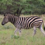 How Many Days Do You Need for a Kenya Safari?