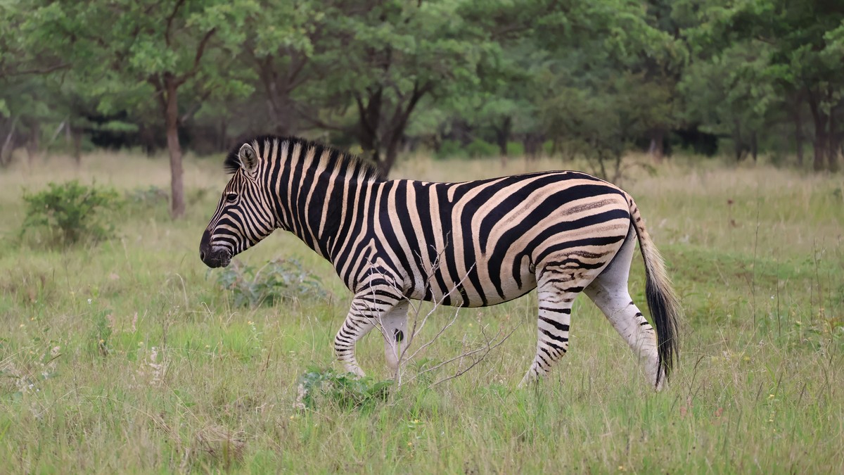 How Many Days Do You Need for a Kenya Safari?