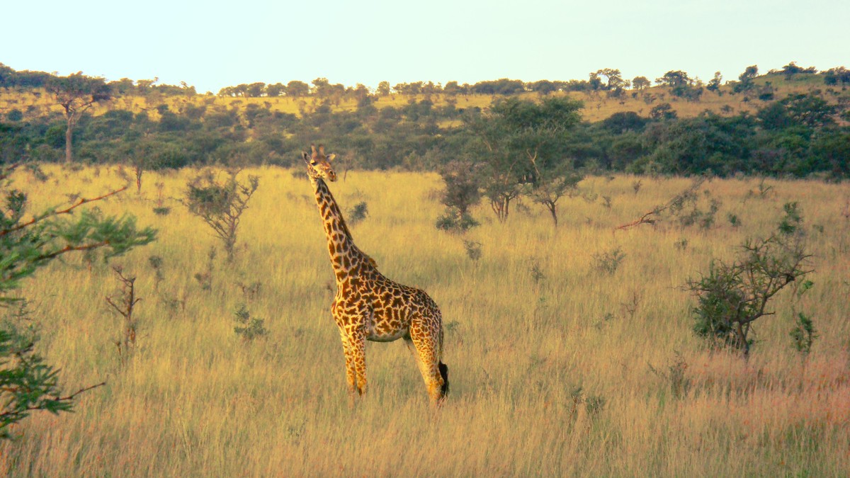 How Many Days Do You Need for a Kenya Safari? - photo 1